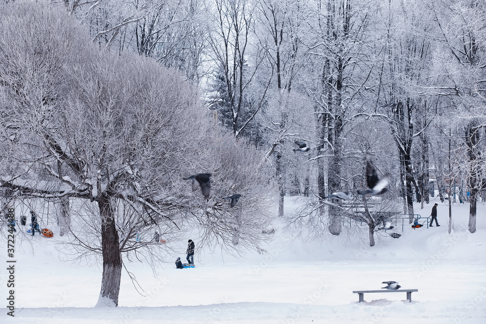 Fototapeta premium Winter forest landscape. Tall trees under snow cover. January frosty day in the park.