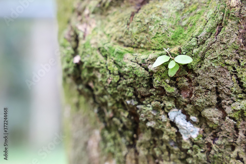 Textured background of tree's bark with moss covered and little parasite plant. Copy space for nature and environment.