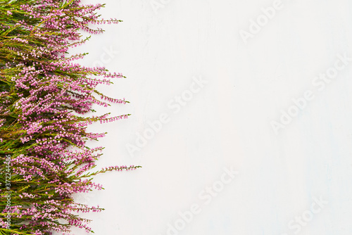 Pink Common Heather flowers bouquet on white background. Copy space, top view