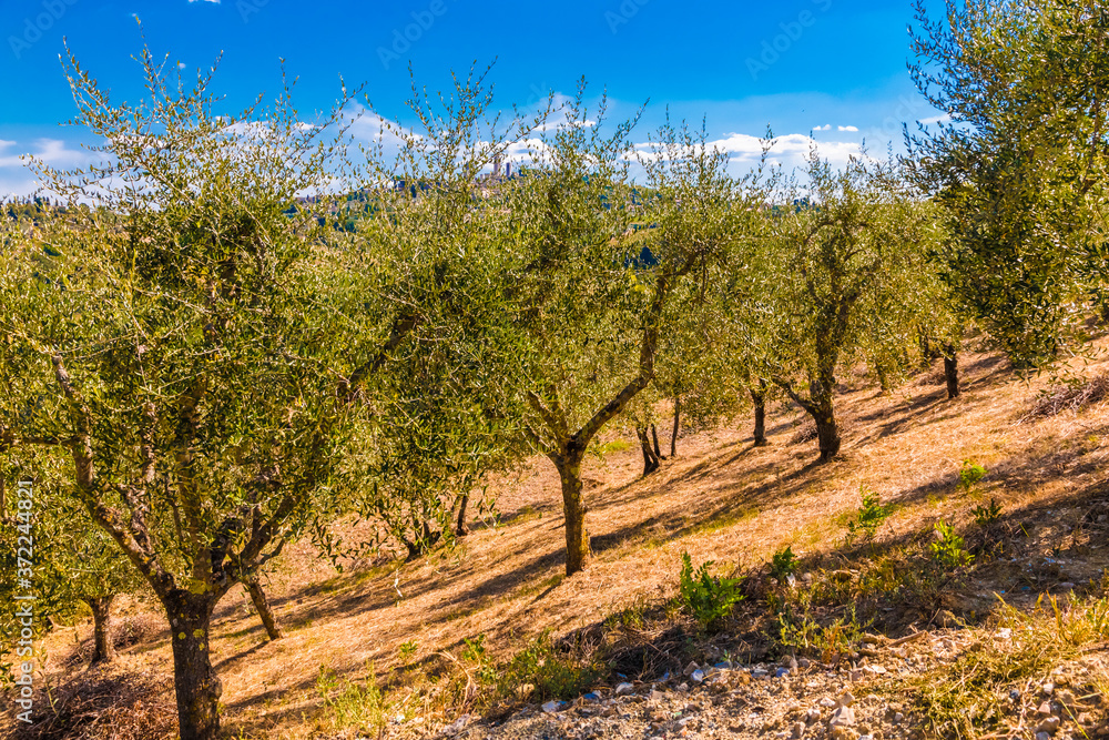 Lovely view of an olive tree orchard for oil production on a hot sunny day with a blue sky. The olive trees grow in a row on a slope in the agricultural countryside of San Gimignano, Tuscany, Italy.