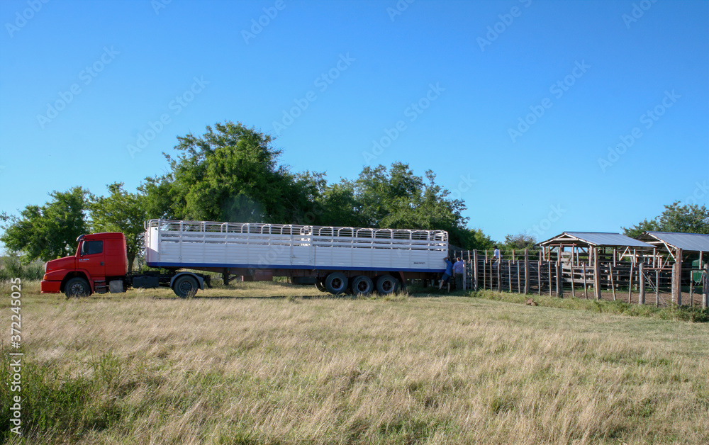 Truck that transports cattle unloading on the farm Truck that transports cattle unloading on the farm