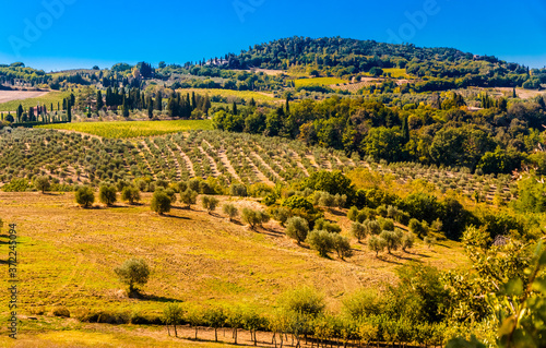 Amazing panoramic view across the beautiful countryside of San Gimignano, a typical agricultural landscape with big olive tree orchards in Tuscany, Italy on a sunny day with a blue sky.