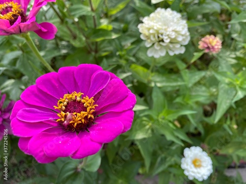 Bright Pink Zinnia Closeup