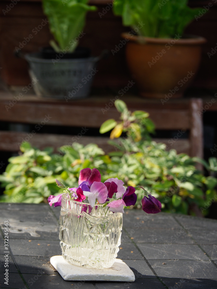 purple sweetpea flowers in a glass vase lit by ray of sunlight against dark background. purple sweetpea flowers in a glass vase lit by ray of sunlight against dark background.