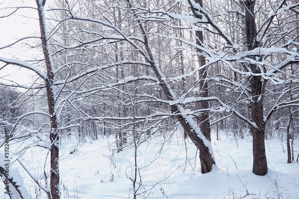 Winter forest landscape. Tall trees under snow cover. January frosty day in the park. Winter forest landscape. Tall trees under snow cover. January frosty day in the park.