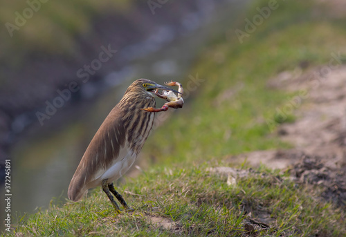 Indian pond heron with preyed frog in the pond areas of Pakistan  photo