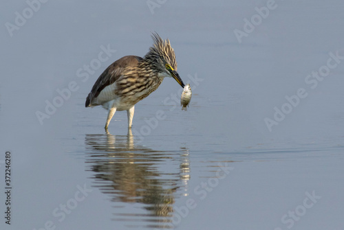 Indian pond heron with preyed fish in blue background  photo