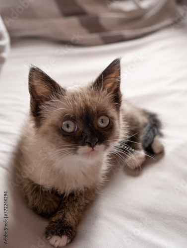 Cute 7 week old Siamese like kitten on a bed with white sheets