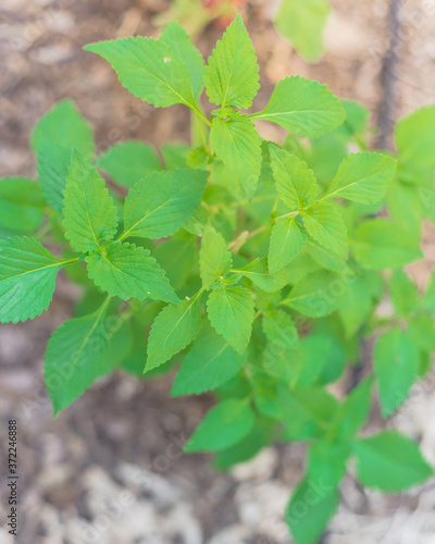 Organic Elsholtzia ciliate or Vietnamese balm growing at raised bed garden with irrigation soaker hose near Dallas, Texas, USA photo