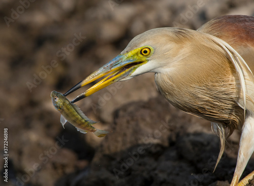 Indian pond heron preying fish in the pond areas of Pakistan  photo