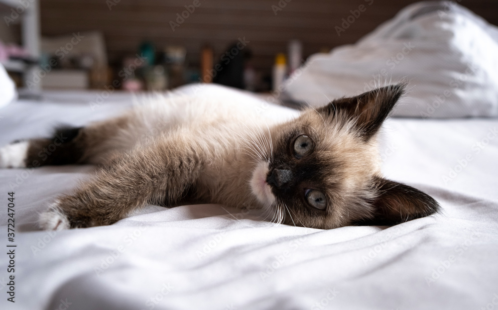 Cute 7 week old Siamese like kitten laying on a bed with white sheets Cute 7 week old Siamese like kitten laying on a bed with white sheets