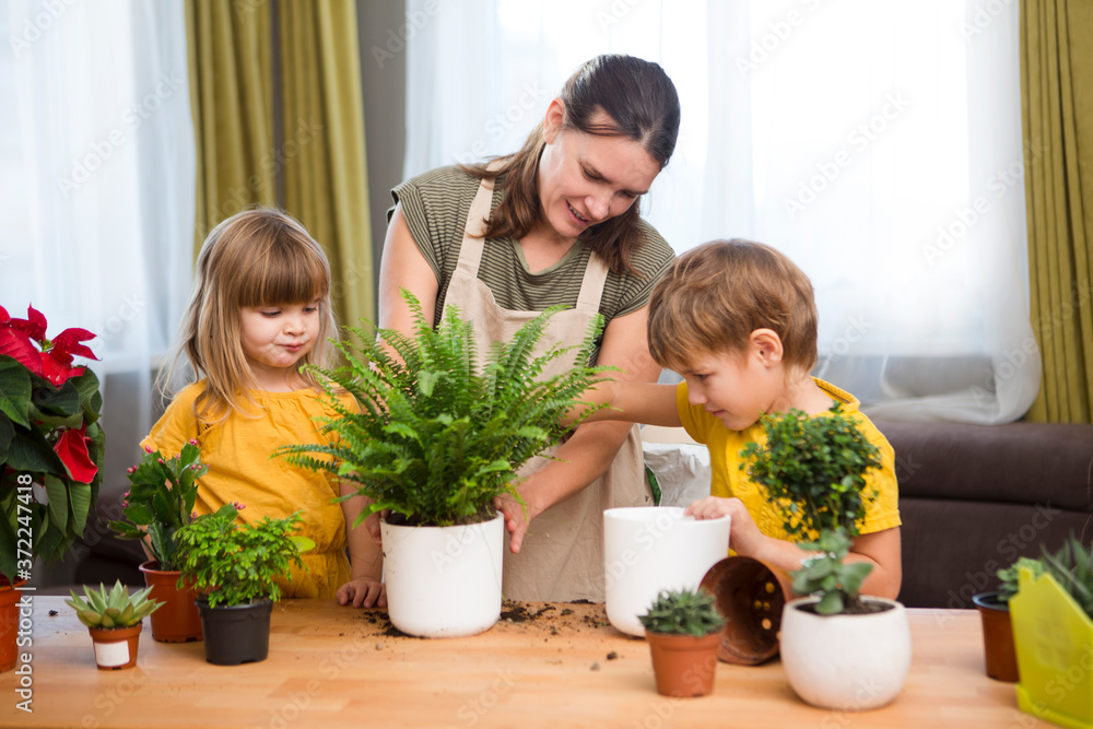 family mom and two kids plants flowers at home. family mom and two kids plants flowers at home.