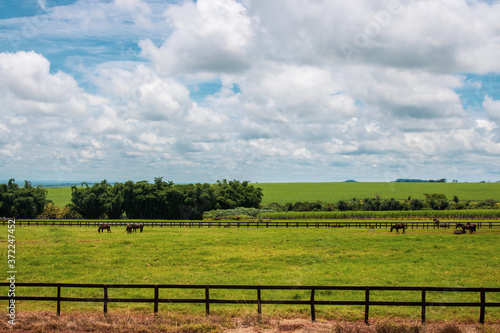 Fototapeta Horses grazing on the farm on a cloudy sunny day