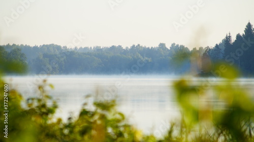 summer foggy lake in forest