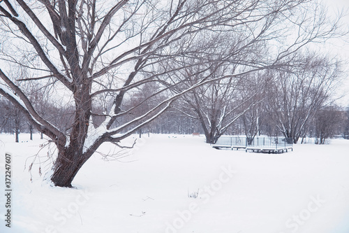 Winter forest landscape. Tall trees under snow cover. January frosty day in the park.