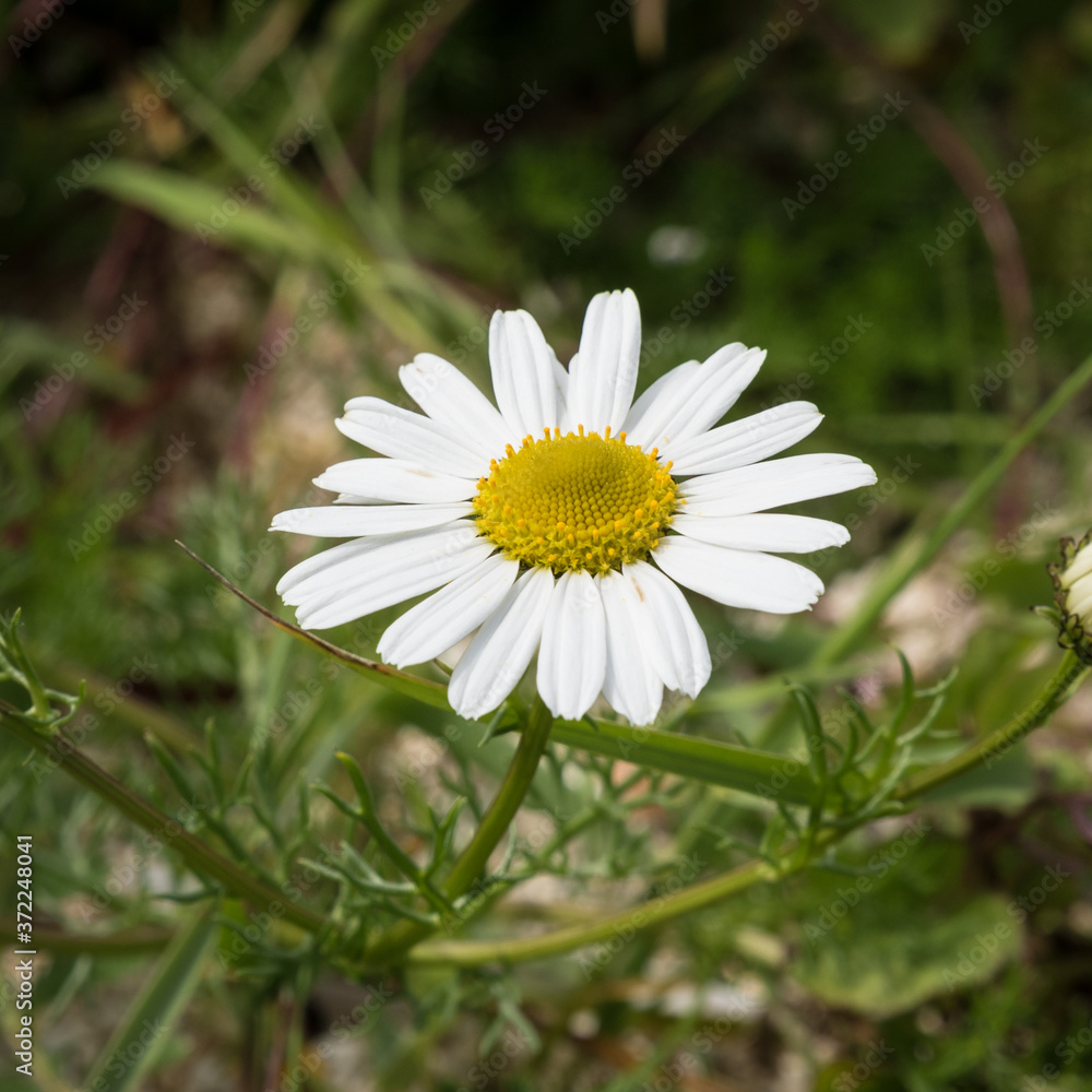 Obraz premium Daisy Flower