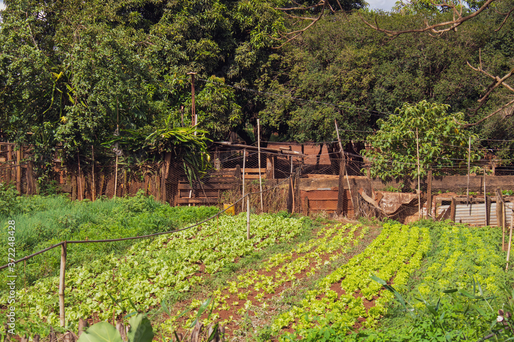 Family garden plantation farm with amateur irrigation: lettuce, chayote, zucchini and other vegetables