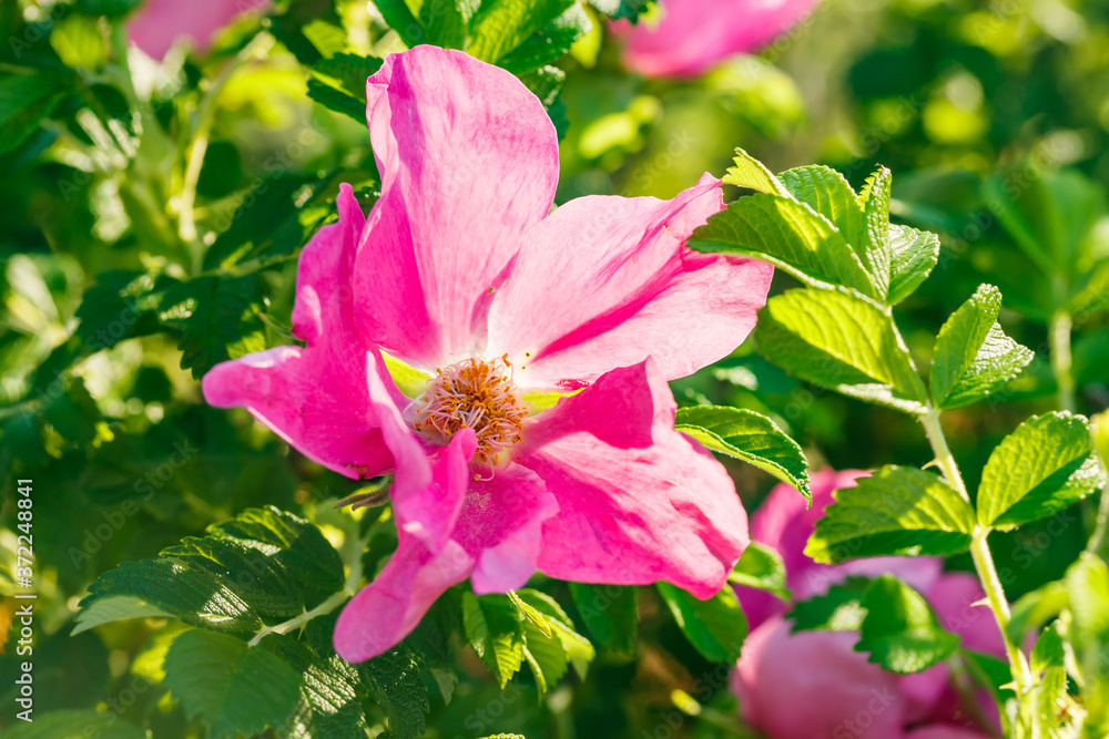 Blossoming dogrose flowers in the summer garden Blossoming dogrose flowers in the summer garden