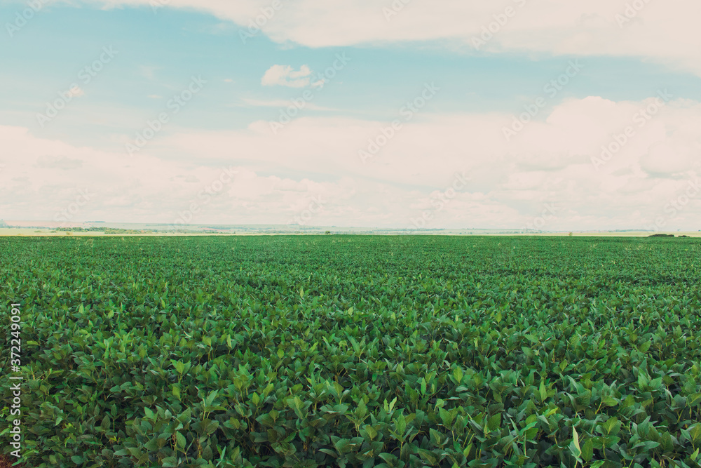 Large soy plantation farm in a sunny cloudy day