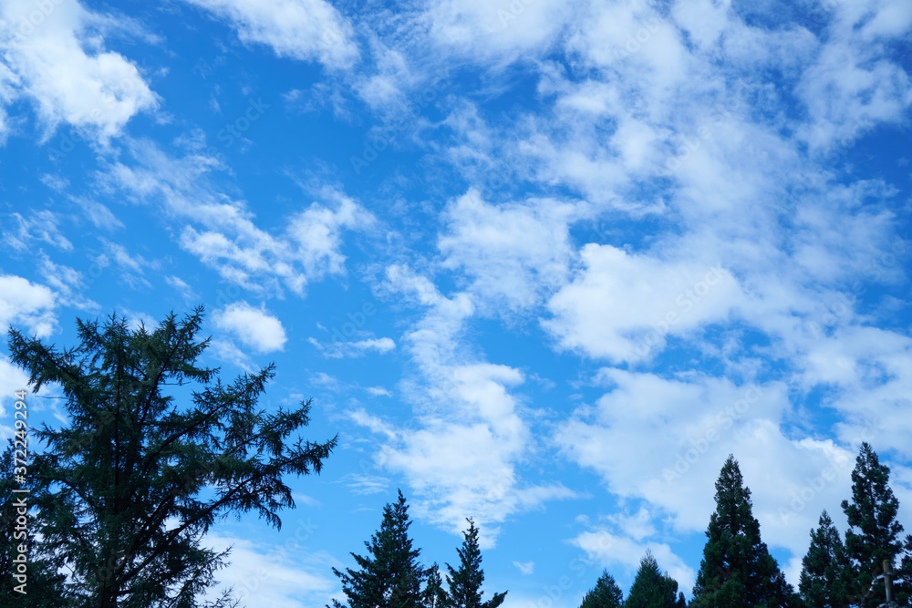 Obraz premium 青空と樹木
