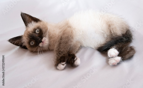 Cute 7 week old Siamese like kitten playing on a bed with white sheets © Michaella