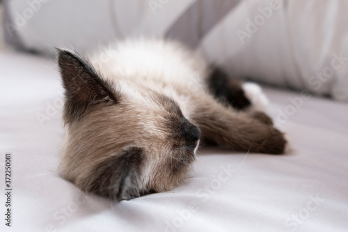 Cute 7 week old Siamese like kitten on a bed with white sheets