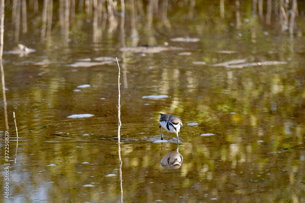 Fototapeta premium middle eastern birds