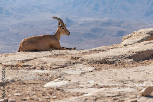 Single Nubian ibex lying on a rock against the background of the Ramon Crater mountains. Israel