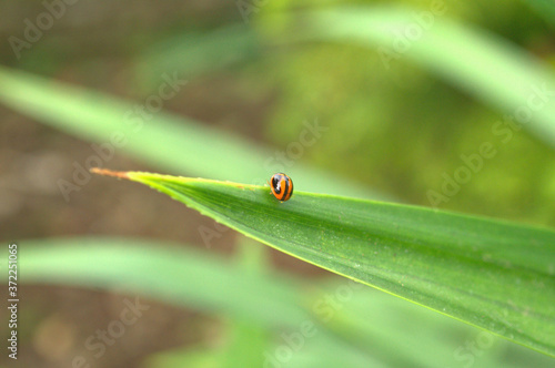 ladybug on the green leaf