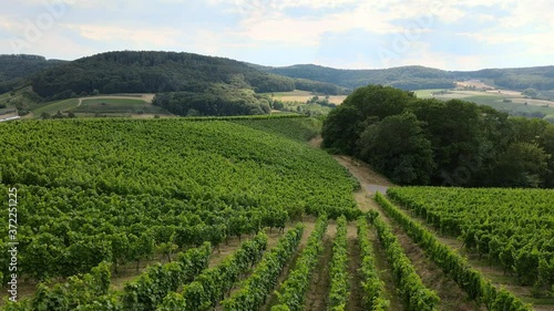 Wallpaper Mural Weinanbau am Weinberg ökologische Landwirtschaft in den Weinbergen Torontodigital.ca