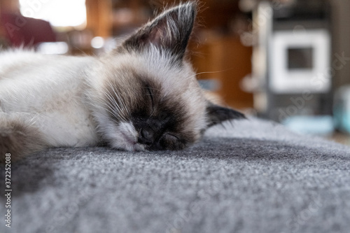 Cute 8 week old Siamese kitten sleeping on the couch in a cozy wooden living room