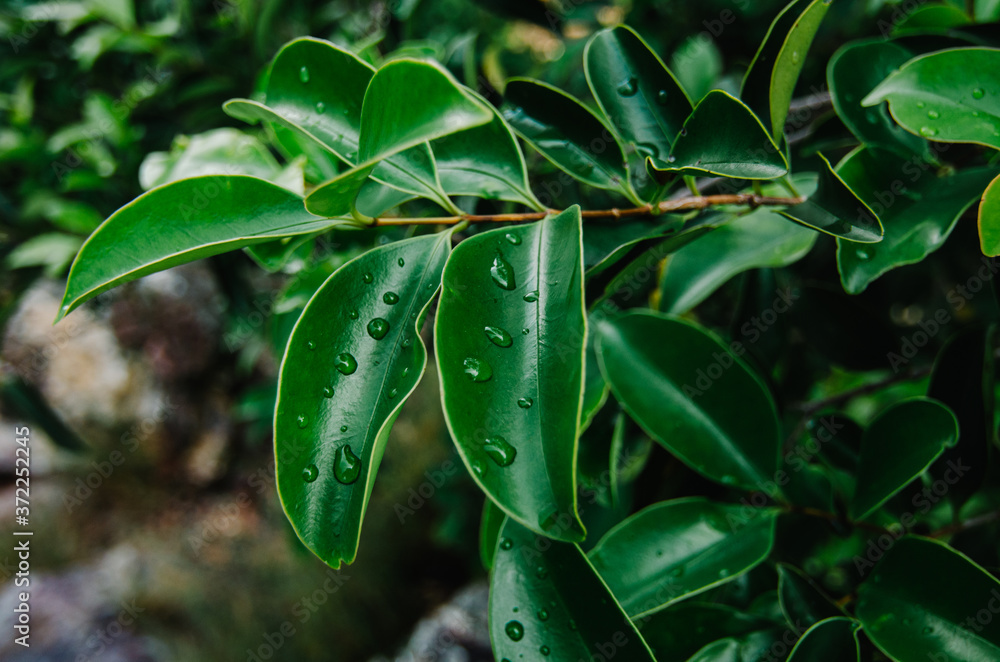 Obraz premium Natural closeup green leaf agains shallow depth of field for background and environment concept