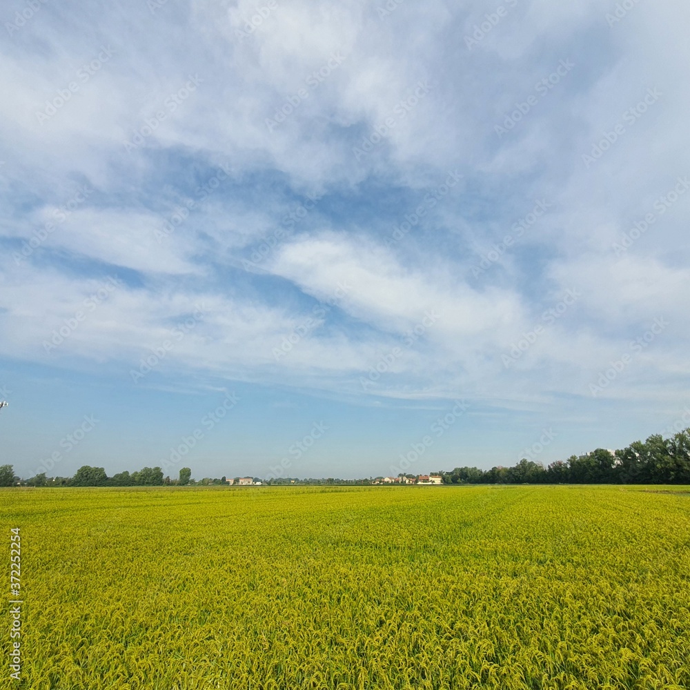 rapeseed field and blue sky rapeseed field and blue sky