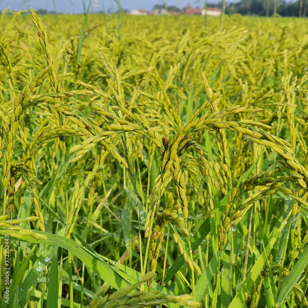 green wheat field