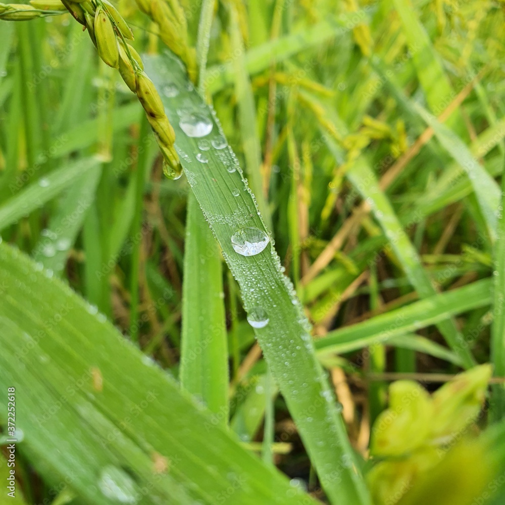 dew on grass dew on grass
