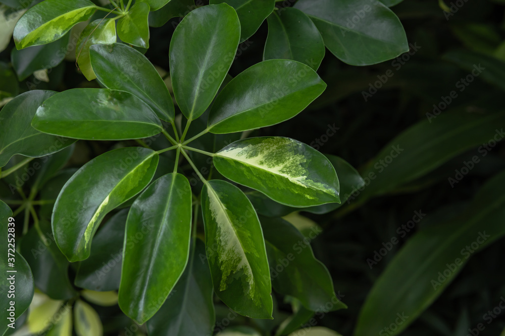 green leaves in the garden green leaves in the garden