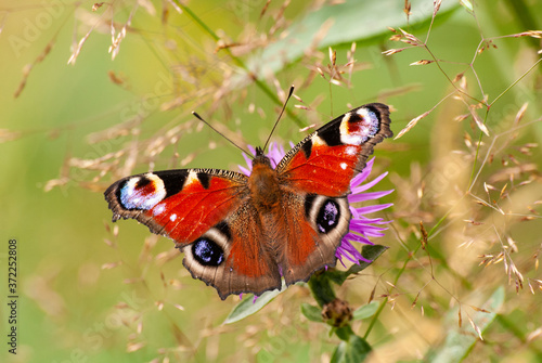  motyl rusałka pawik