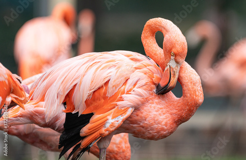 Foto Flamingos