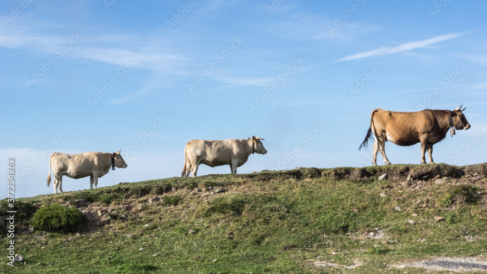 Un grupo de vacas caminan por el horizonte. Un grupo de vacas caminan por el horizonte.