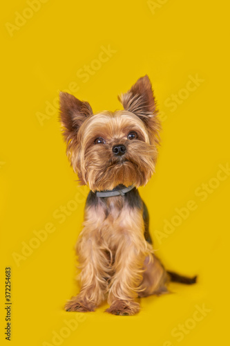 Yorkshire terrier dog on yellow background          