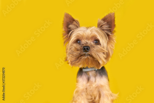Yorkshire terrier dog on yellow background 