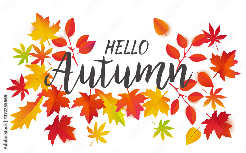 Hello Autumn vector. Beautiful bright leaves and text on white background.
