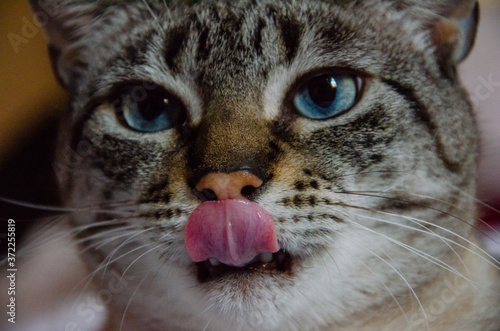 close up on grey tabby cat face with tongue out