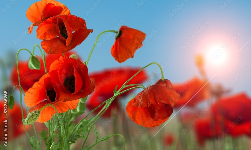 Obraz premium Beauty in nature.