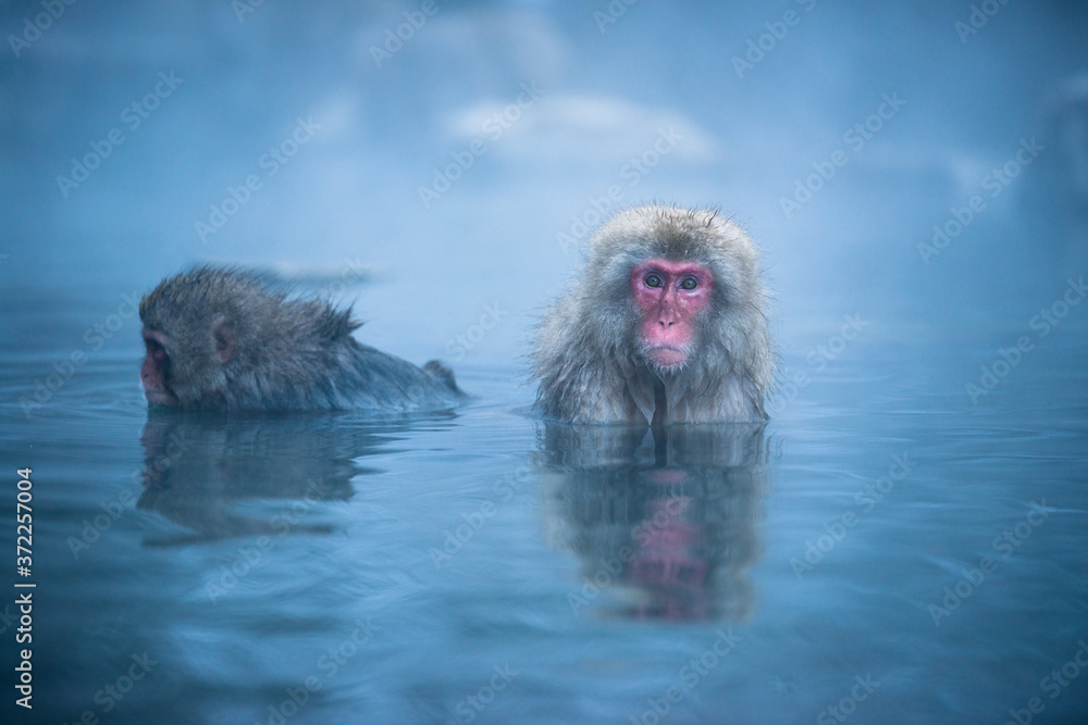 Naklejka premium 温泉に浸かるニホンザル 冬の地獄谷の猿