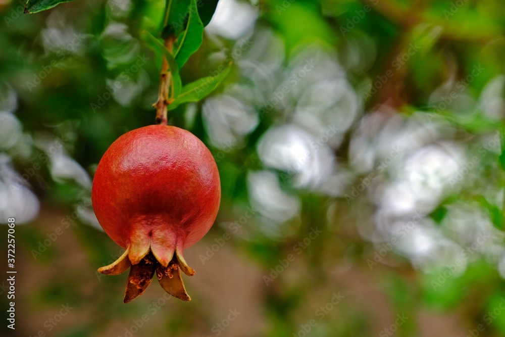 Pomegranate on the tree with blurred background, fruit of many beneficial properties. Pomegranate on the tree with blurred background, fruit of many beneficial properties.