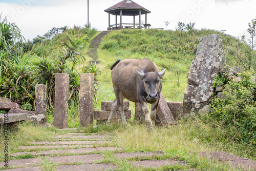 Beautiful Taiwan water buffalo walking on a stone stair steps in grassland, prairie in Taoyuan Valley, Caoling Mountain Trail over Mt. Wankengtou. photo