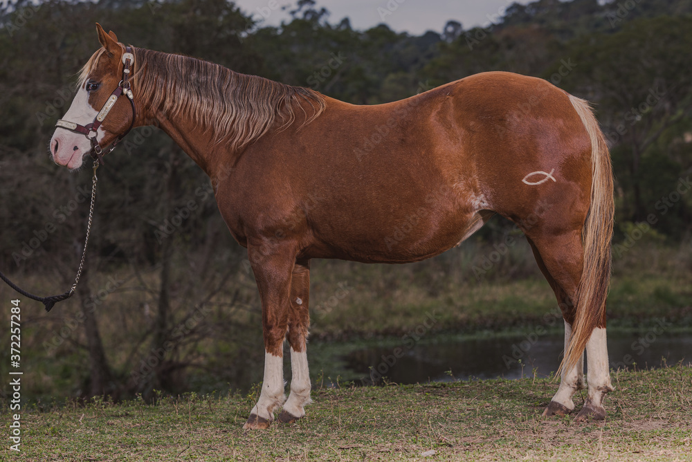 Obraz premium Égua Quarto de Milha