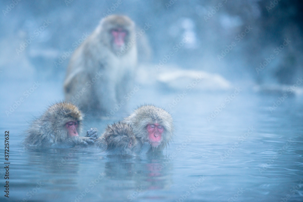 温泉に浸かるニホンザル 冬の地獄谷の猿