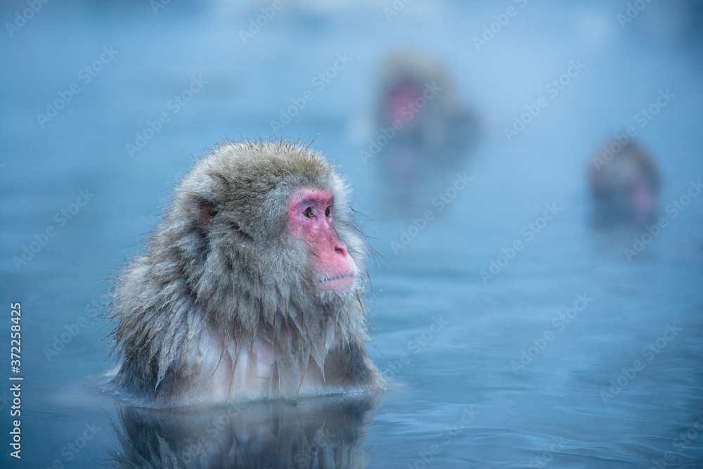Fototapeta premium 温泉に浸かるニホンザル 冬の地獄谷の猿